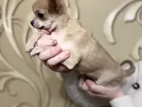 Щенки чихуахуа, фотография 4
