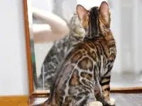 Лучшие бенгальские котята, фотография 3