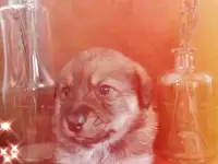 Щенки, фотография 3