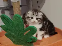 Шотландские котята., фотография 5
