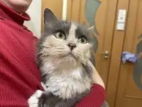 Трехцветная кошечка Луна ищет дом и любящую семью, фотография 5