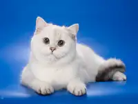 Котята Серебристая шиншилла, фотография 4
