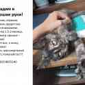 Котенок ищет дом
