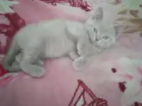 Шотландский котик, фотография 3
