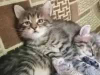 Котята в дар, фотография 5