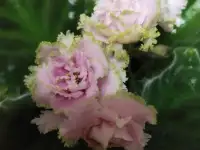 Фиалки(детки), фотография 1