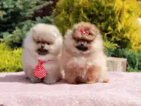 щенки померанского шпица в Минске
