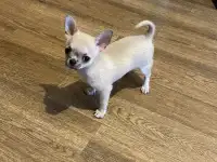 Чихуахуа