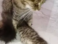 Красивая кошечка, фотография 7
