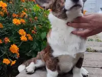 Мальчик корги кардиган