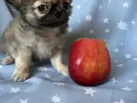 Чихуахуа мальчик, фотография 3