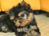 Отличные щенки йорка., фотография 4