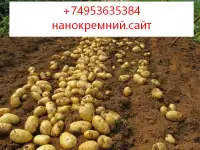 СИЛА КРЕМНИЯ - Бренд №1 среди удобрений на основе кремния