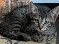 котенок, фотография 5