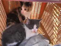 Котята девочки бесплатно, фотография 2
