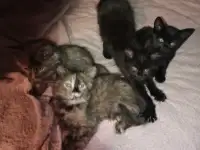 Милые и воспитанные котята ждут своих хозяев!