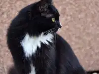 Кошка Поночка, фотография 2