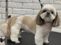Стрижка собак Минск, фотография 5