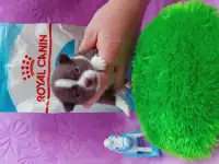Мини чихуахуа, фотография 5