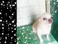 Чихуахуа на вязку, фотография 2