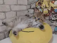 Шотландские котятя, фотография 4