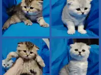 Шотландские котята., фотография 3