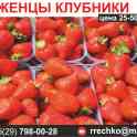 Саженцы клубники. Выгодные цены.