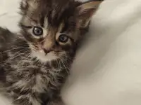 Котята Мейн-кун, фотография 4