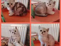 Котята страйты и фолды.
