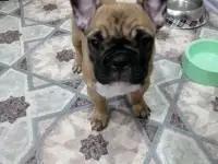 Французский бульдог, фотография 2