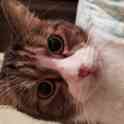 Отдам кота, фотография 5