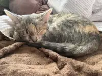 Кошечка ищет дом, фотография 2