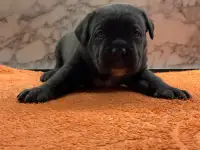 Щенки кане корсо