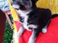 Щенки 