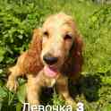 Продажа щенков, фотография 5