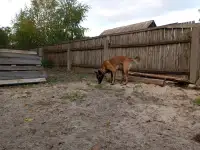 Щенки Бельгийской овчарки Малинуа
