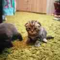 Шотландские котята, фотография 4