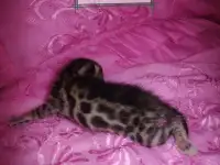 Шикарные бенгальские котята, фотография 6
