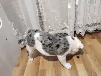 Английский бульдог, фотография 3