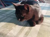 Котенок в дар, фотография 6