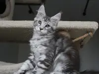 Очаровательная кошечка Мейн-кун!!!, фотография 5