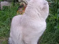 Шотландские котята, фотография 10