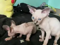 Котята девочки Канадский сфинкс, фотография 7