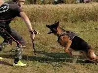 Щенки немецкой овчарки, фотография 3
