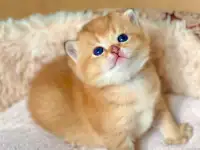 ЗОЛОТАЯ ШИНШИЛЛА шотландские котята, фотография 4