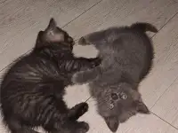Котята британцы, фотография 8