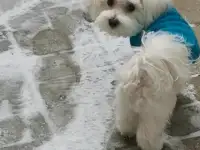 Вязка мальтезе, фотография 3