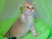 ЗОЛОТАЯ ШИНШИЛЛА шотландские котята, фотография 5