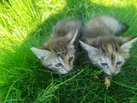 Котята в хорошие руки, фотография 9