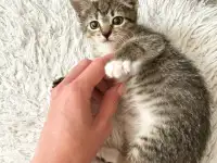 Котёнок, фотография 3